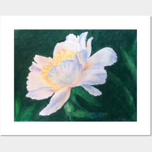 White Rose Pastel Painting Posters and Art